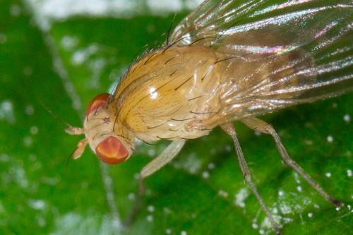 Sapromyza sp.